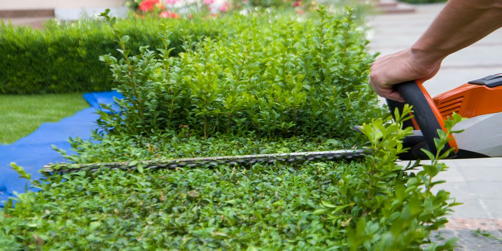 Professionell geschnittene Hecke